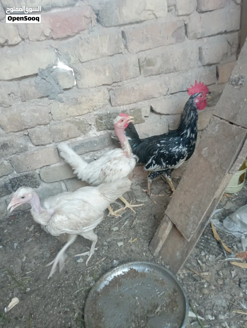 دجاجاتين امهات ركيبه ع وجه بيض لون ابيض سعرهن25بصره حيانيه