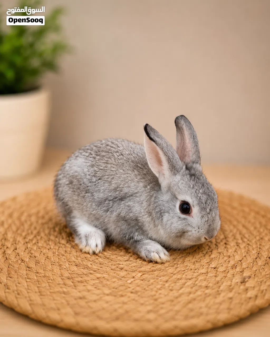 Small Netherland Dwarf Rabbits for Sale