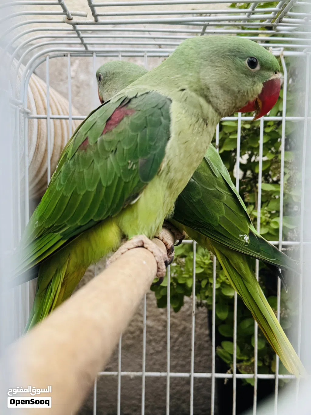 Alexandrine parrots