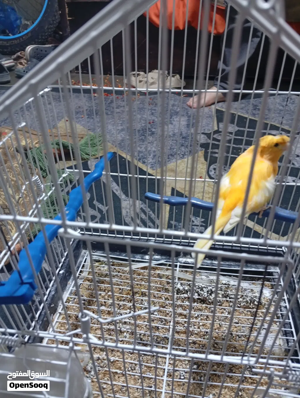 طير كناري للبيع بداعي السفر