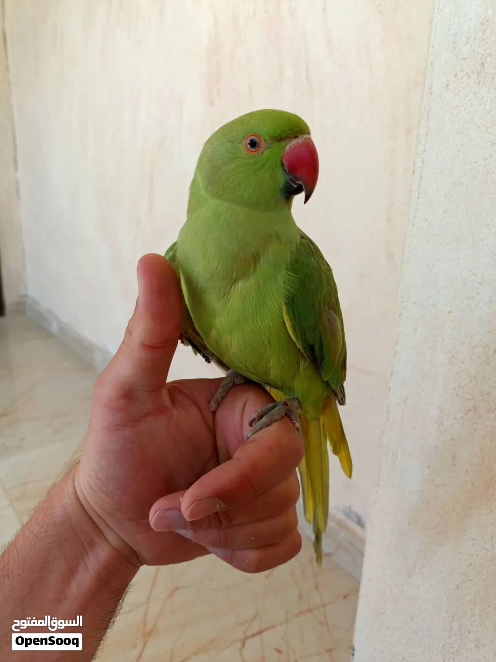 فحلين درة اليفات