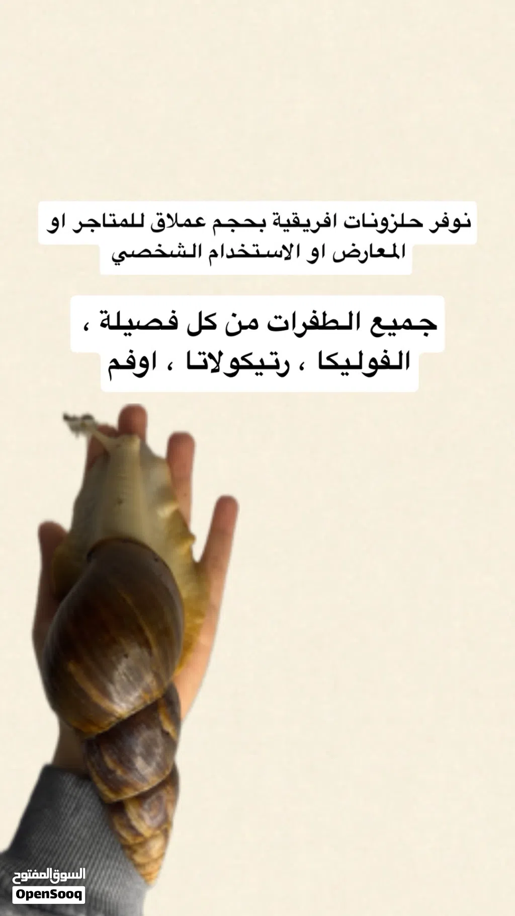 حلزونات افريقية عملاقة للبيع