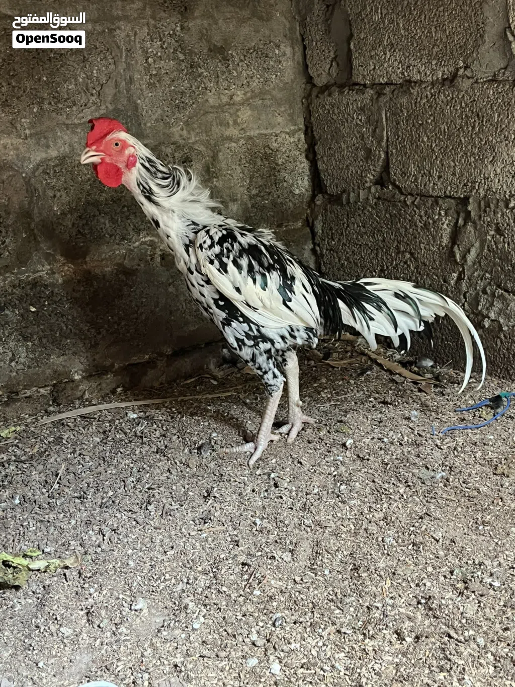 Pakistani Male Hen for sale