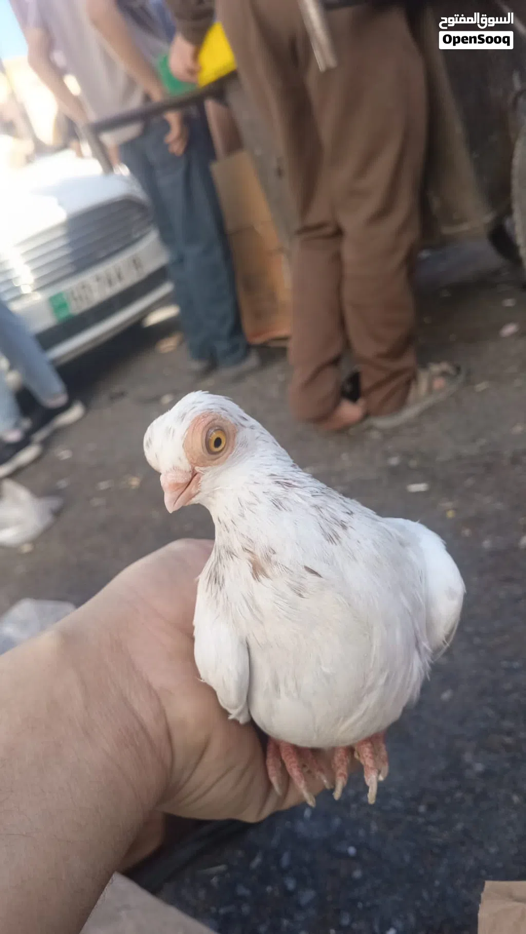 مطلوووب اربشات اللمنيوم