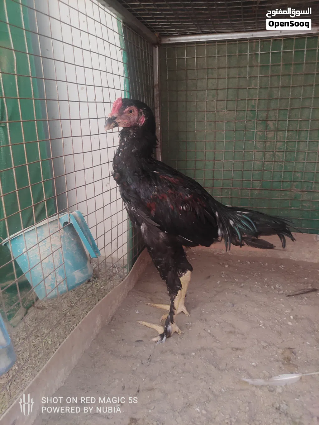 طيور للبيع