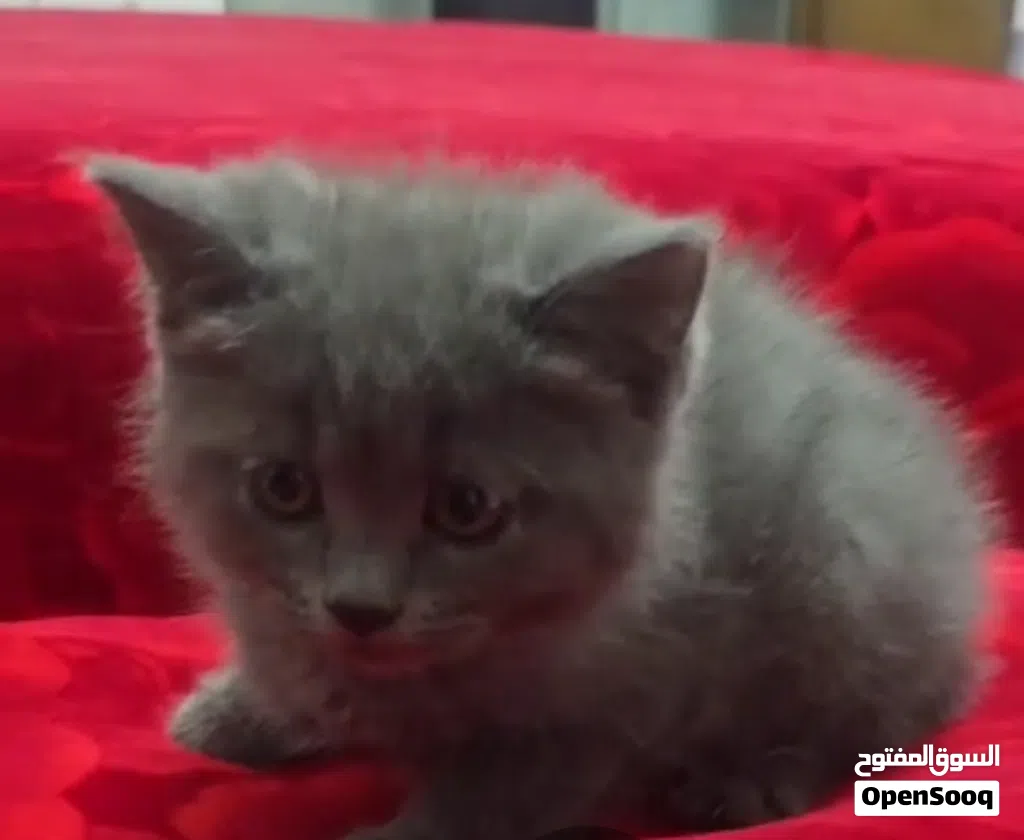 Scottish Straight Kittens