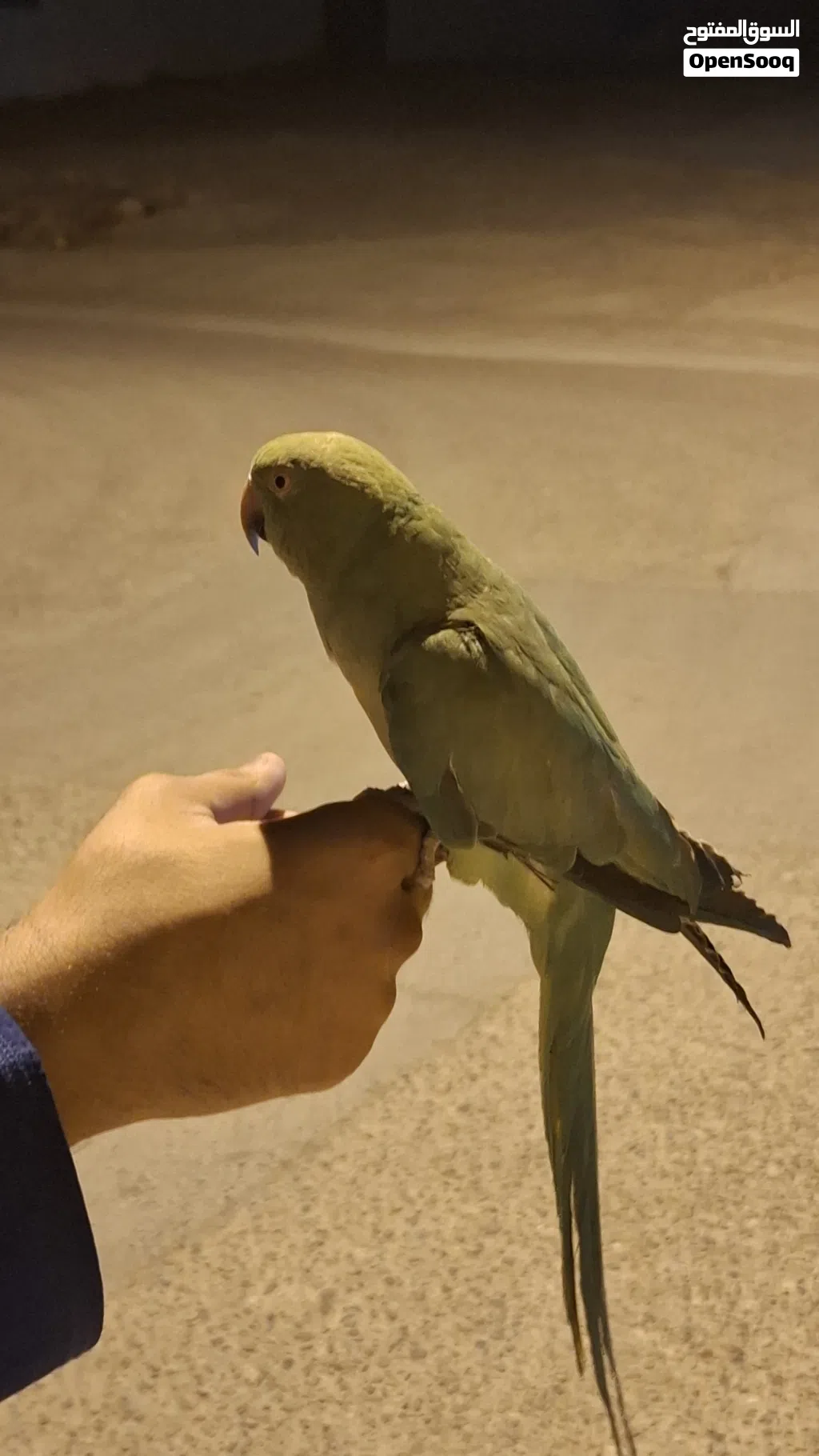 بغبغاء دره هندي