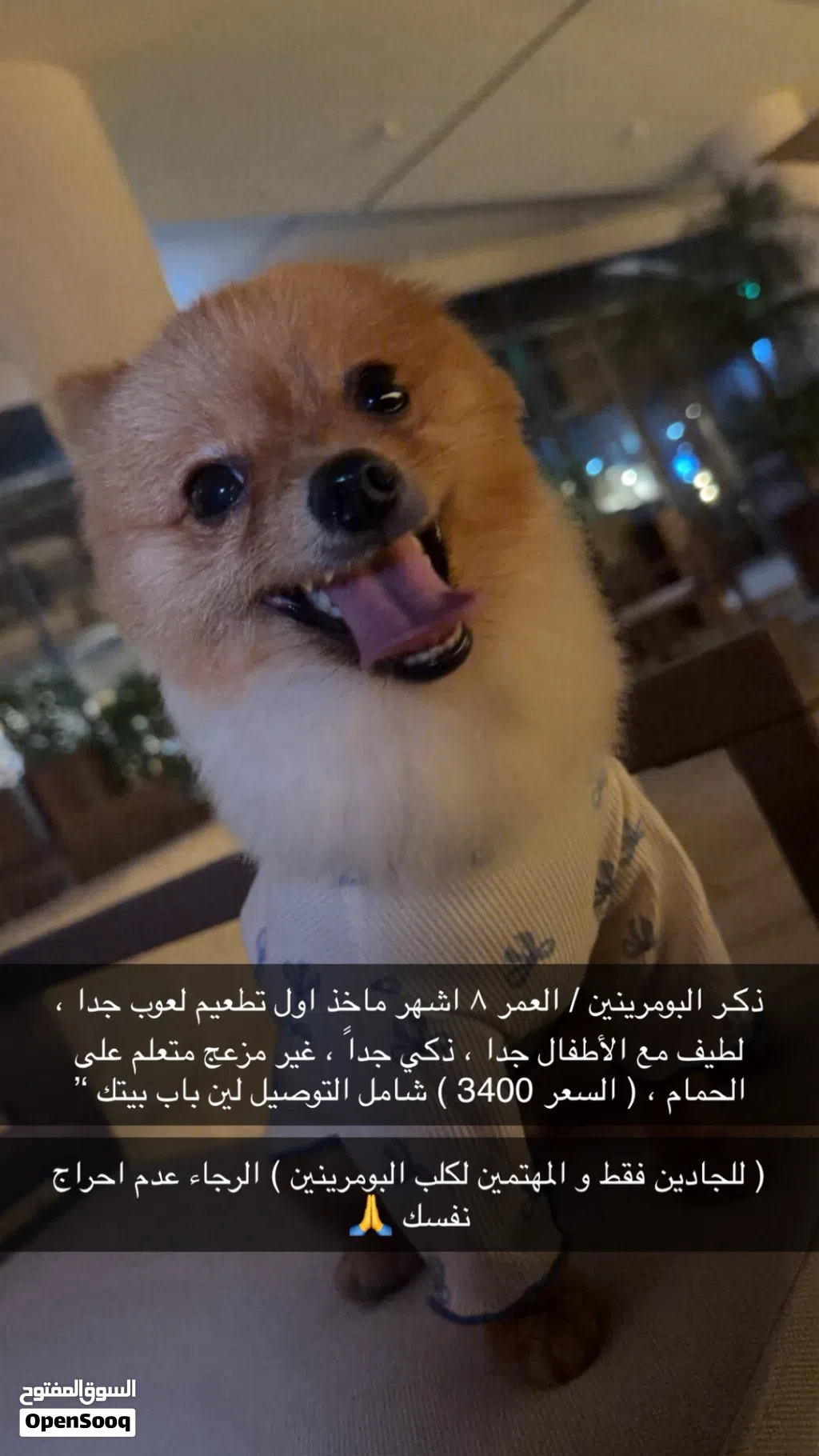 ذكـر الـبـومرينيان