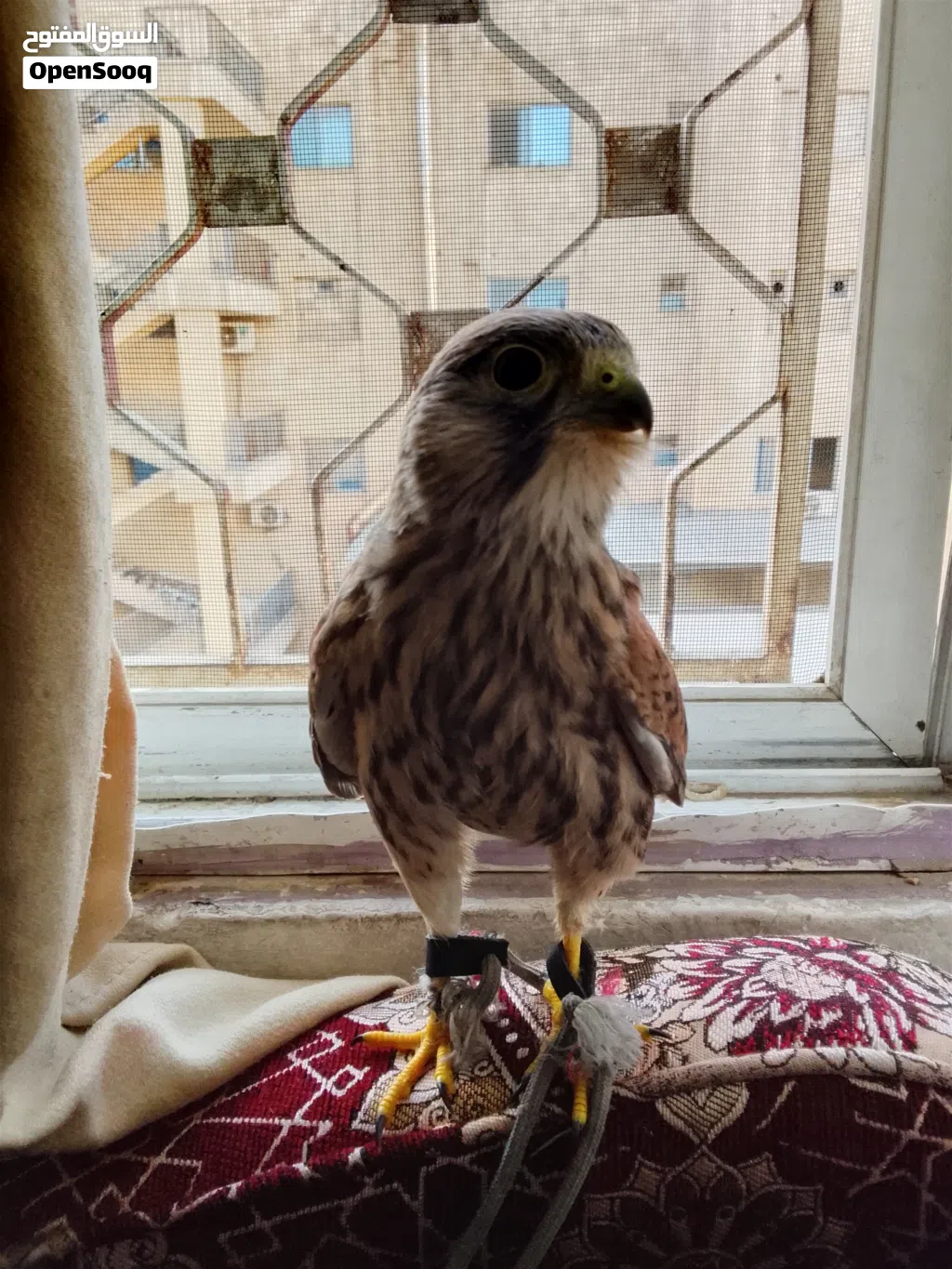 مطلوب فرخ باشق