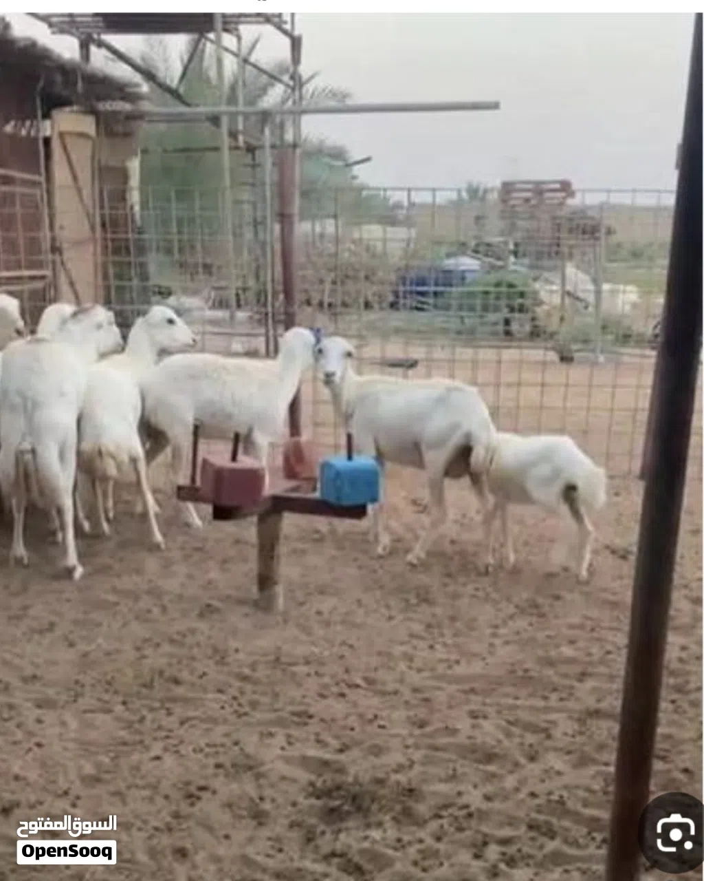 مطلوب جعد حباصي نوع صغير ويفضل الابيض