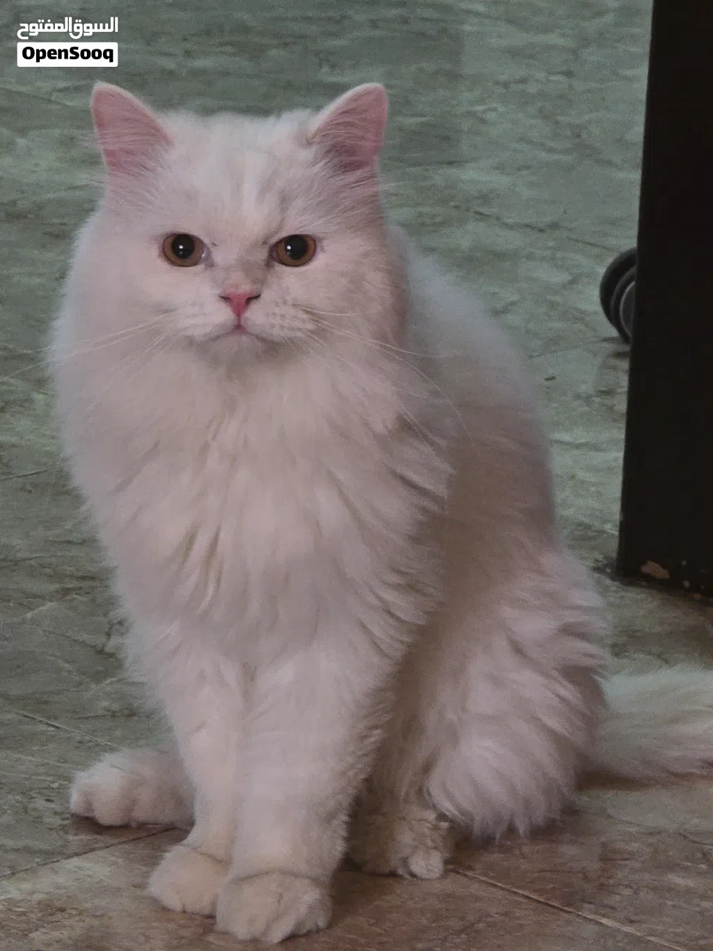 Fully vaccinated Persian Young Male