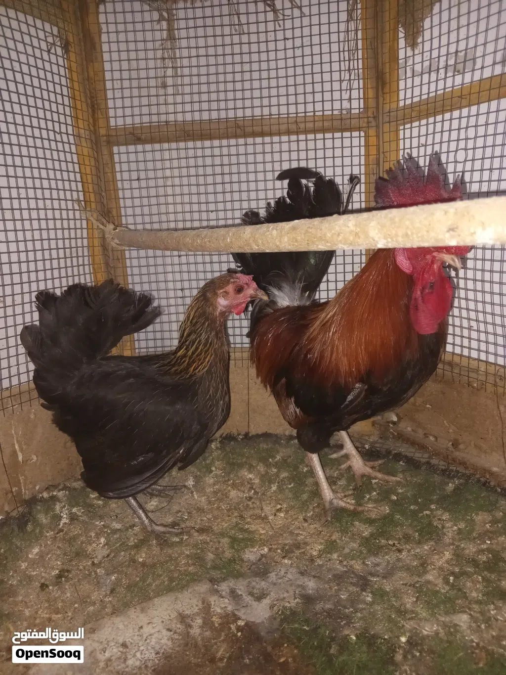 للبيع ديك ودجاجه