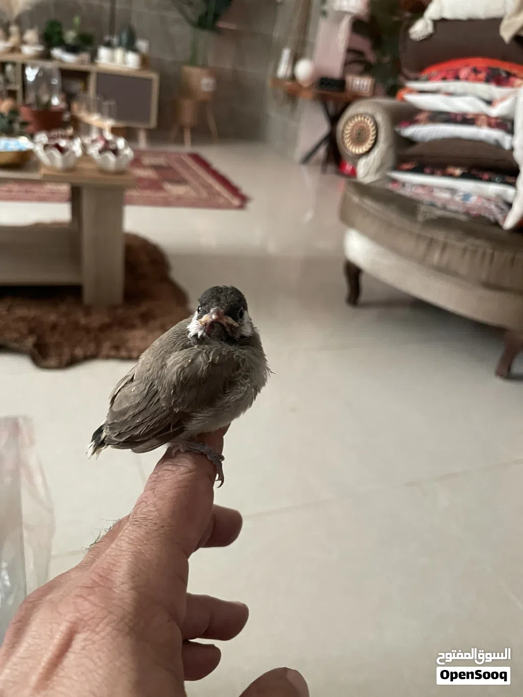 بلبل خد ابيضّ بحاله جيده ونشيط عمره تقريبا ثلاث أسابيع صحته أمورها طيبه ميه بالميه