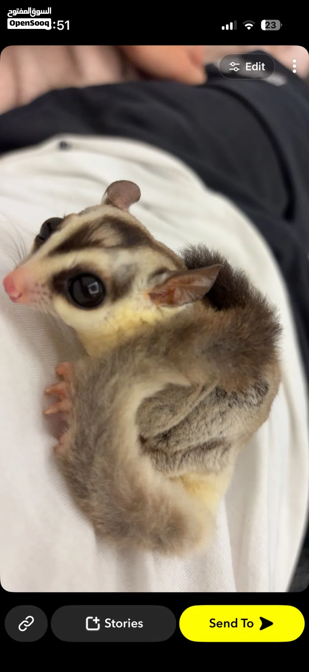 شوقرقلايدر sugar glider