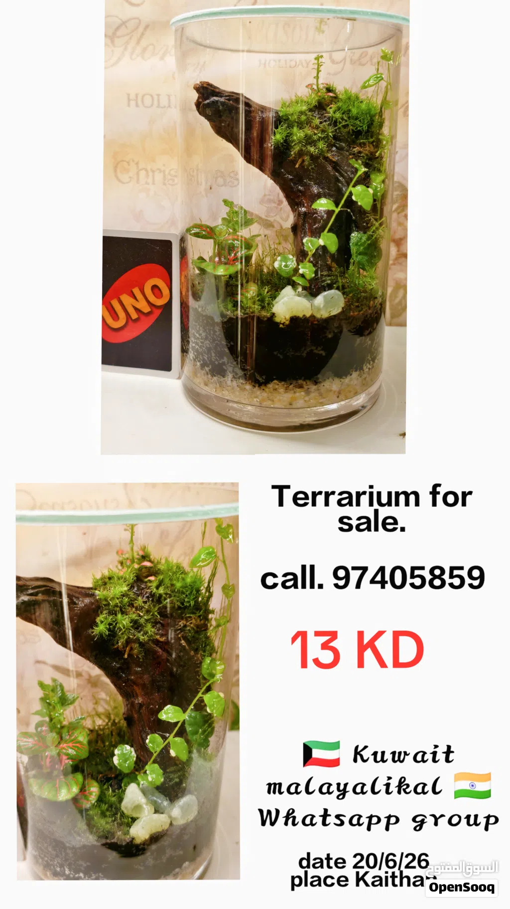 Terrarium for sale