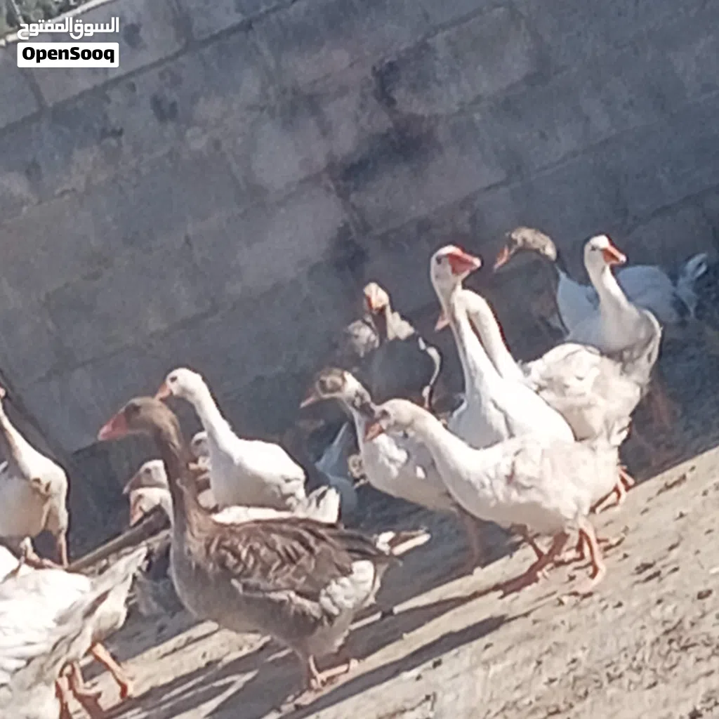 صغار وز جامبو