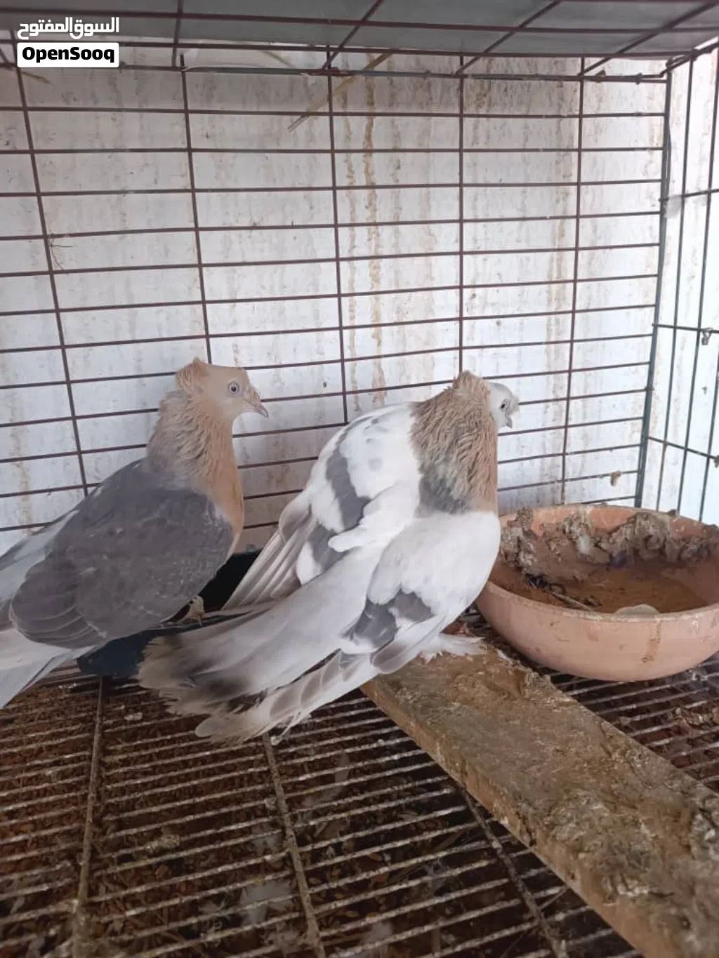 كوبيه تكلا