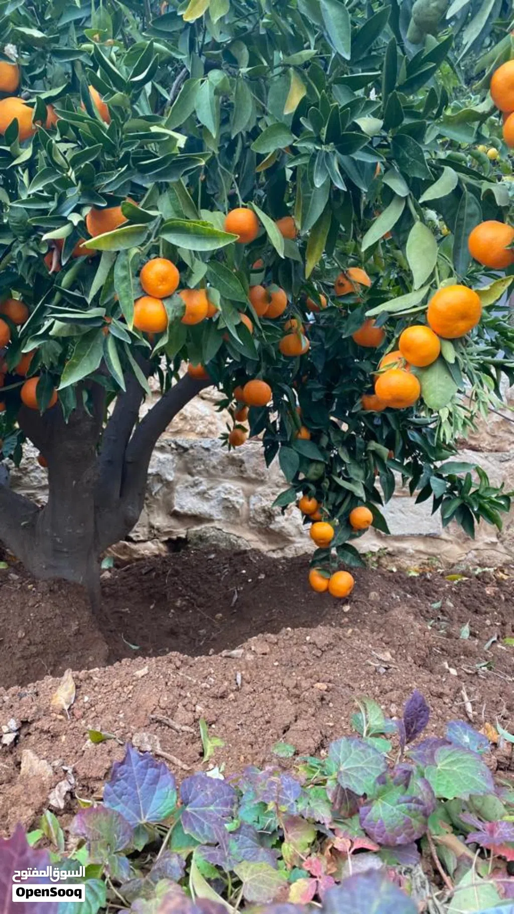 عماره للبيع الرابيه لقطه استثمارية