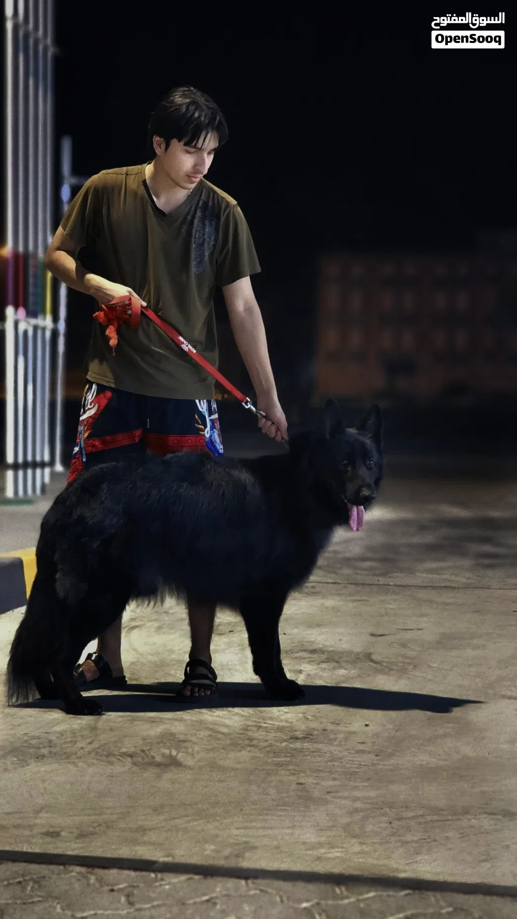 GERMAN SHEPHERD WORKING LINE BLACK JACK IMPORTED FROM GERMANY
