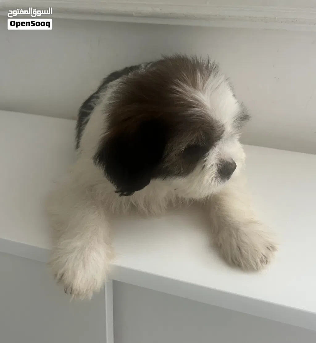 Shih Tzu Puppy for Sale