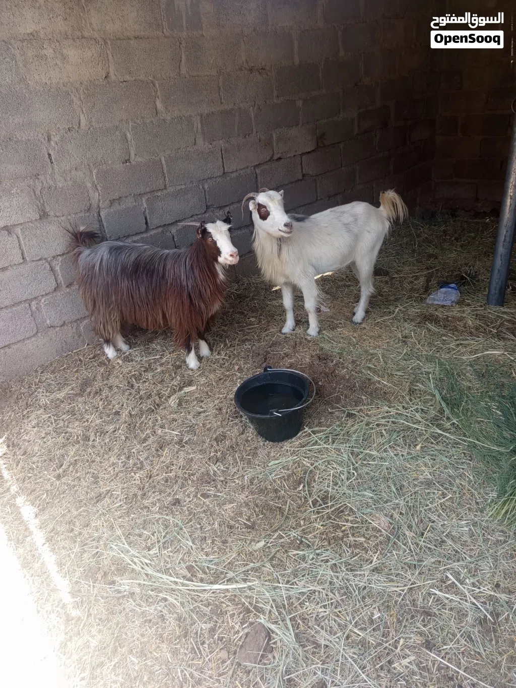 صخال سمينات ما شاء الله وصفار ف العمر
