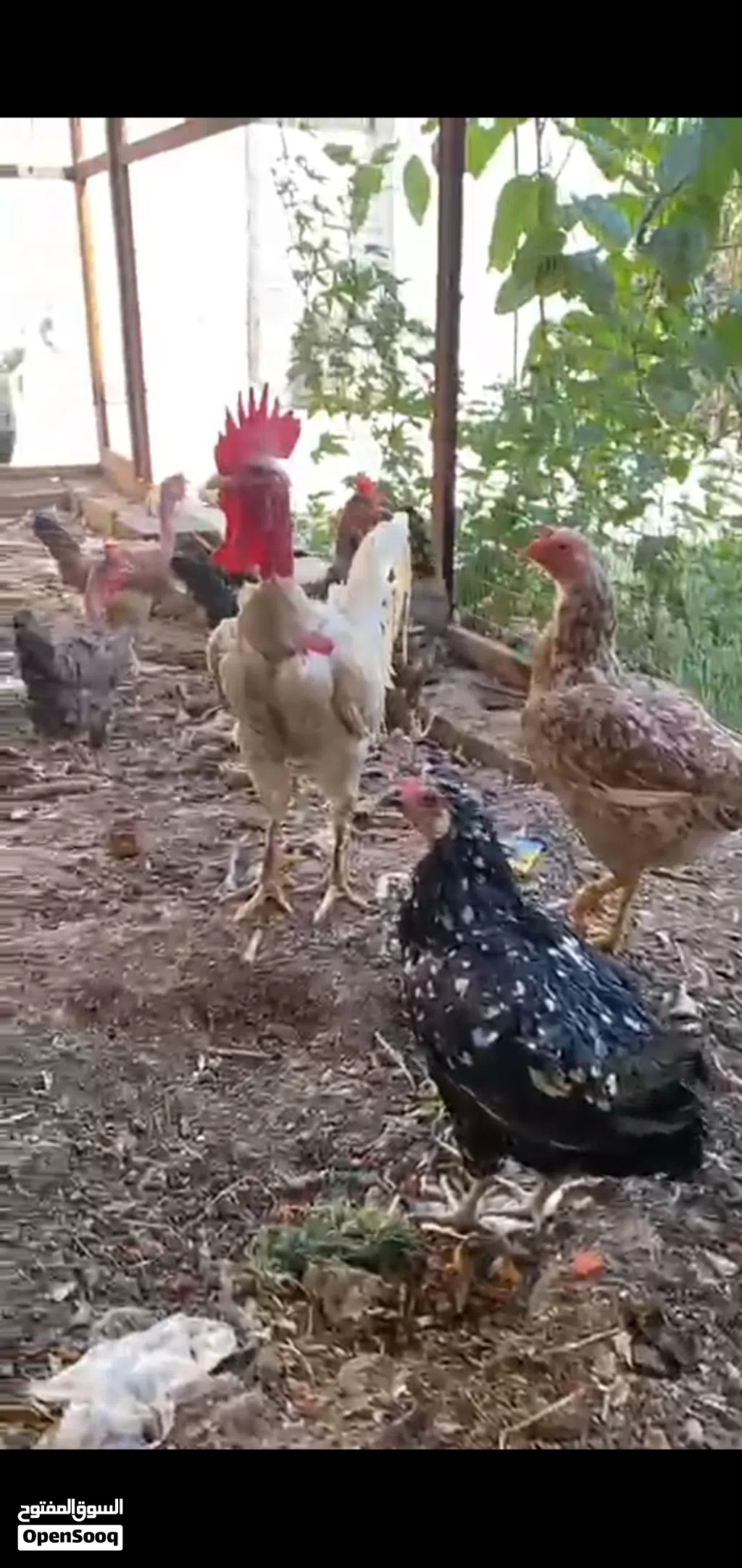 دجاج عرب اصلي ابو ركيبة