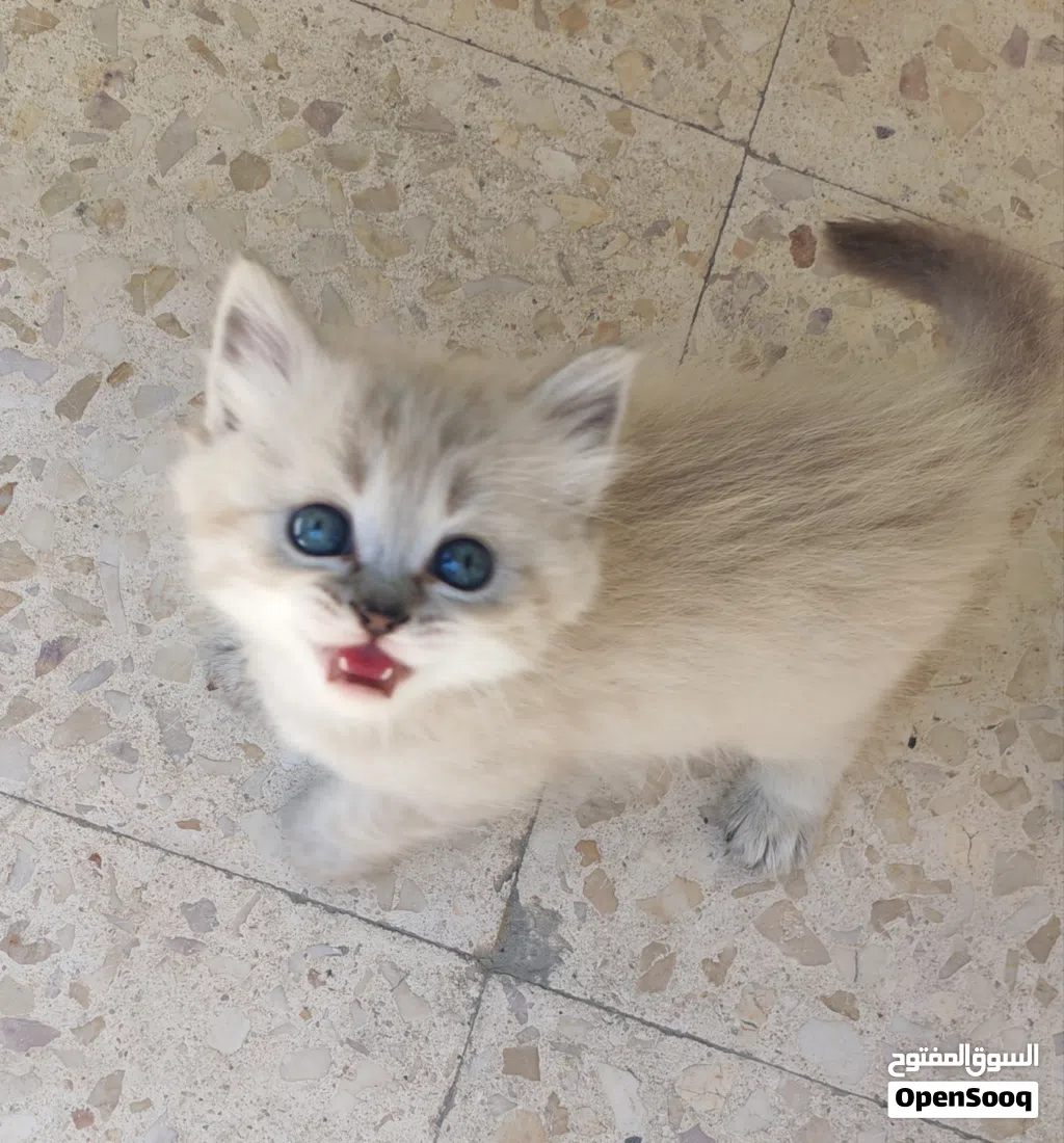 قطط مكس راغدول / سيامي فاخرة