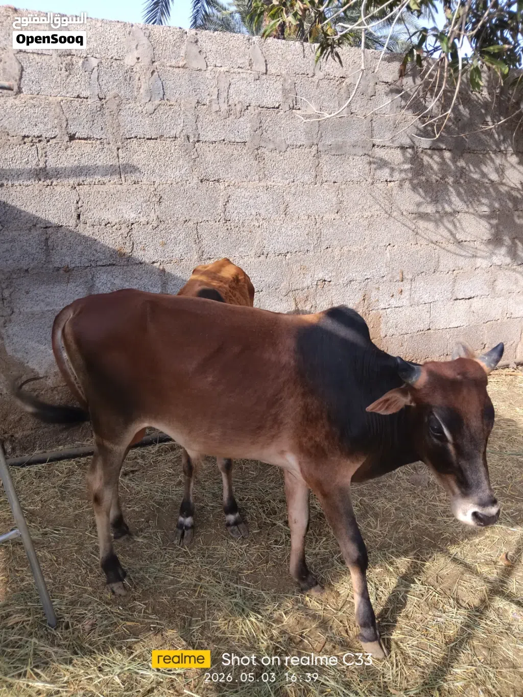 عجلين عمانيات للبيع شوف الوصف مهم