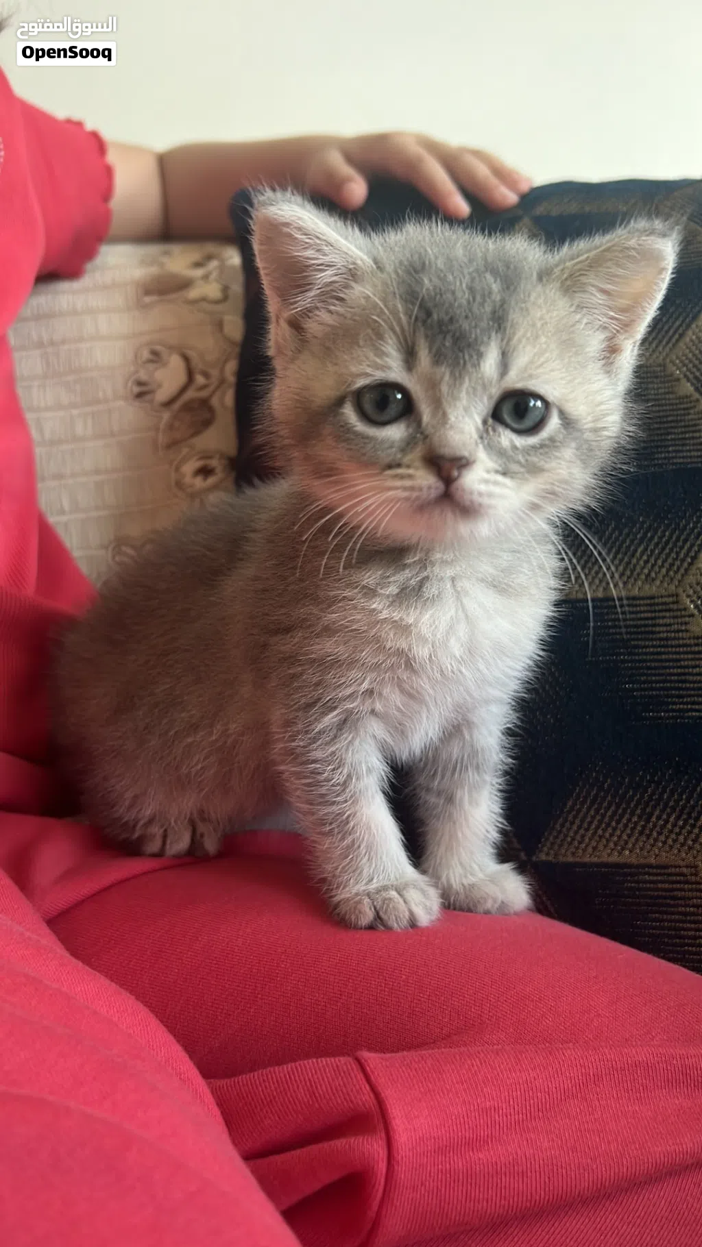Friendly 3 month old kitten looking for new home