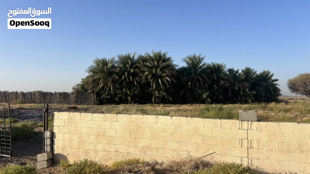 مزرعة نخيل