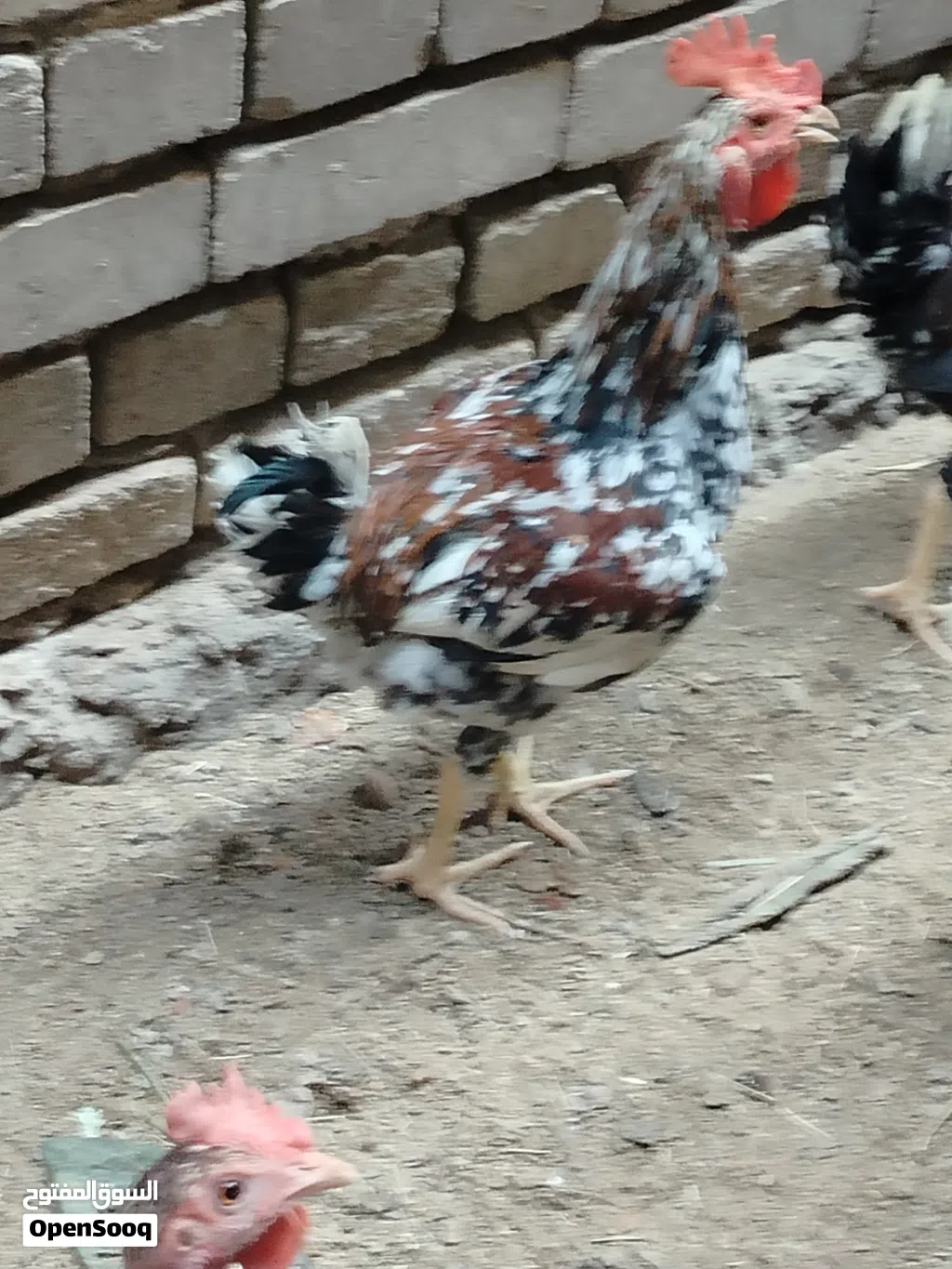 5 ديوجه للبيع