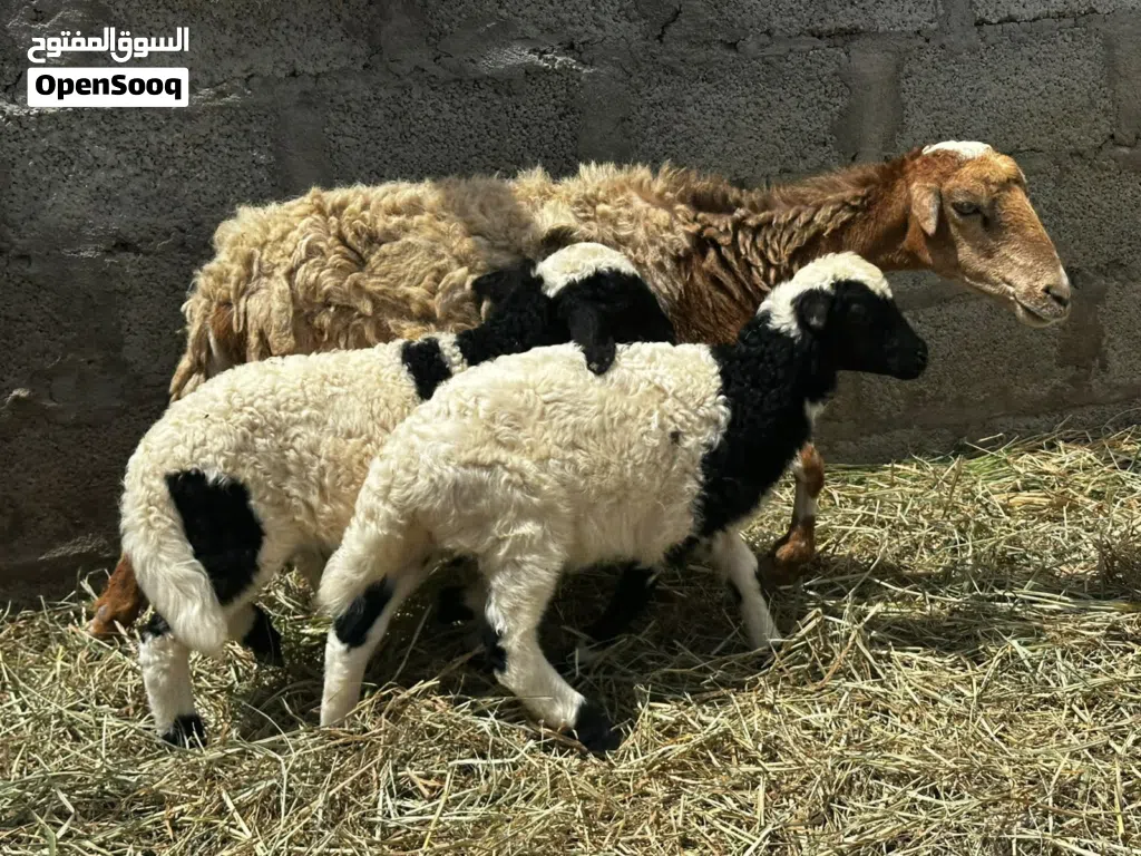 جعد تحتهن كباشه