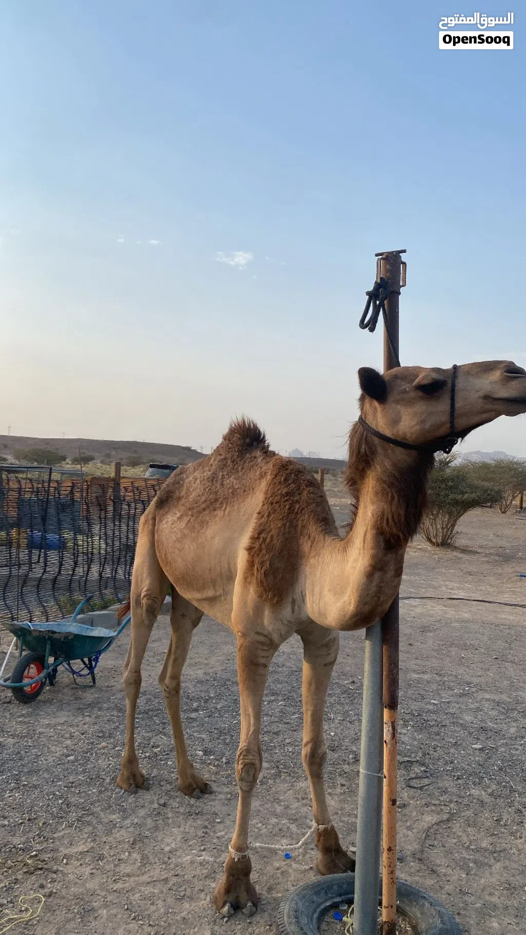 ناقه للبيع