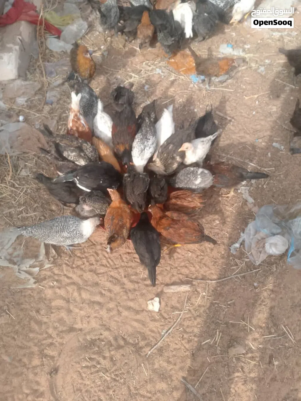 دجاج العربي