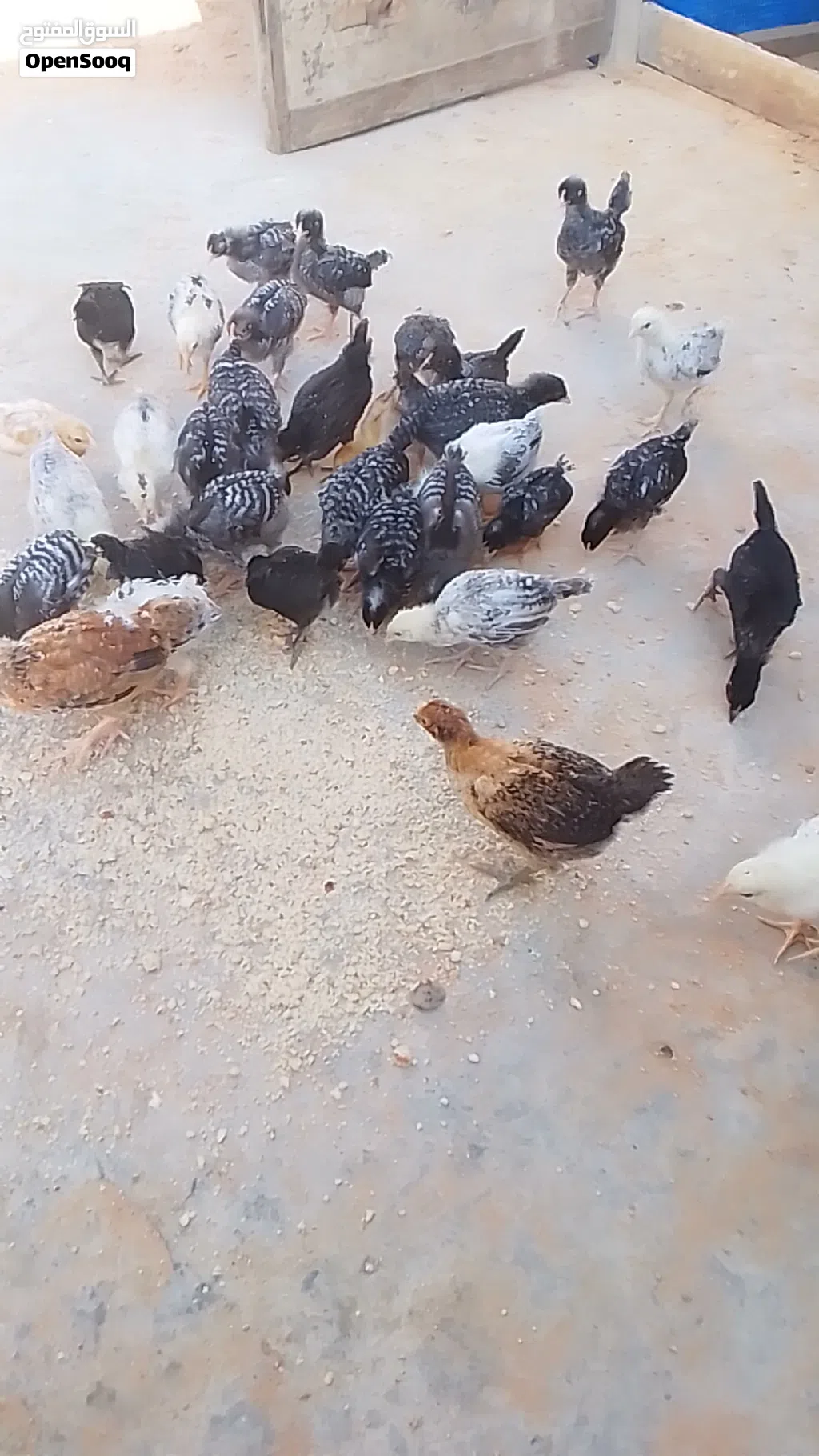 عمرهم 40 يوم عربي غليظ