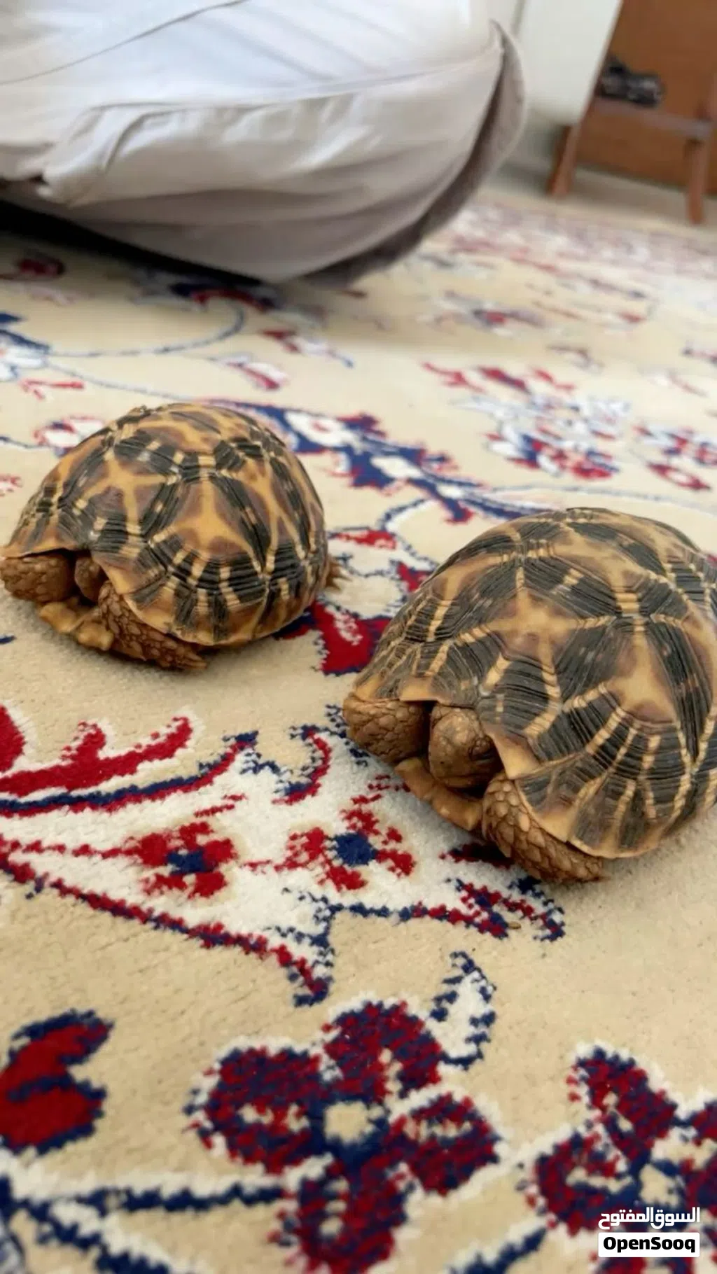 High-quality turtles available