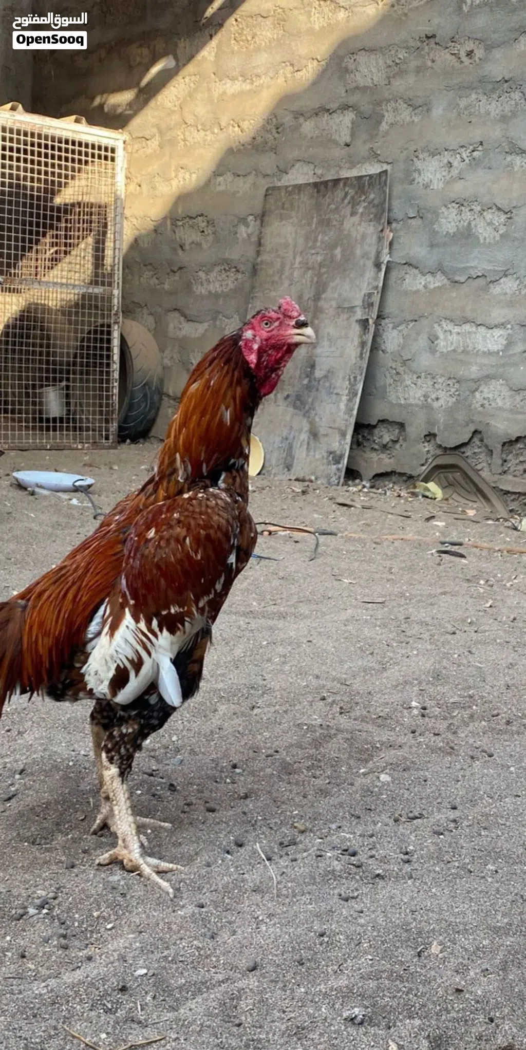 ديك بوليا للبيع