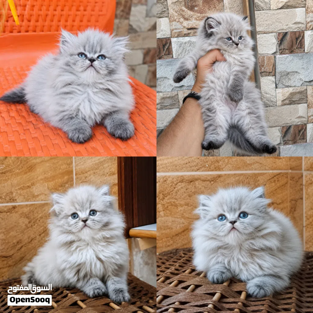 الجمال عدى الكلام شوفولي المستوى سكوتش لون نادر بسعر مناسب جدا جمجمه عريضه عيون فيروزي أطراف قصيره