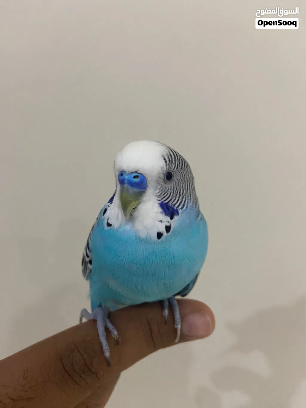 بيع طير بادجي اليف ماعنده عض