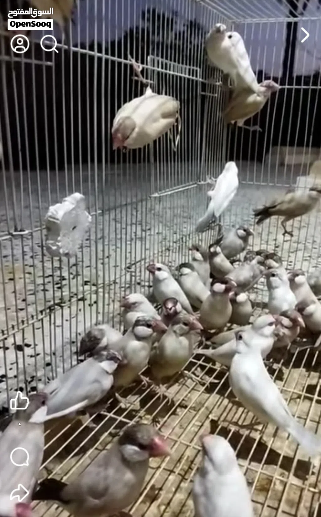 زيبرا بوده صحتها الله يبارك 15 طرف السعر 50 دينار الطرف جمله على 40