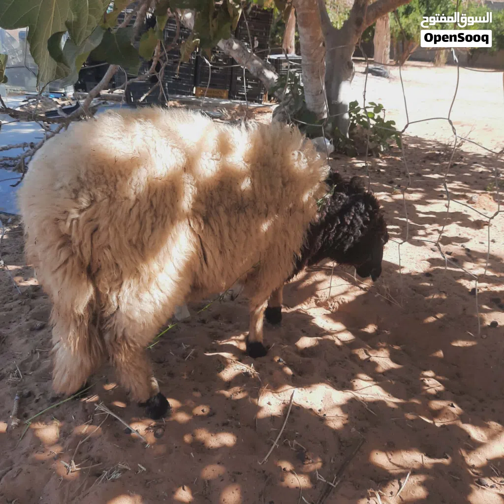 فطيمه برقاويه