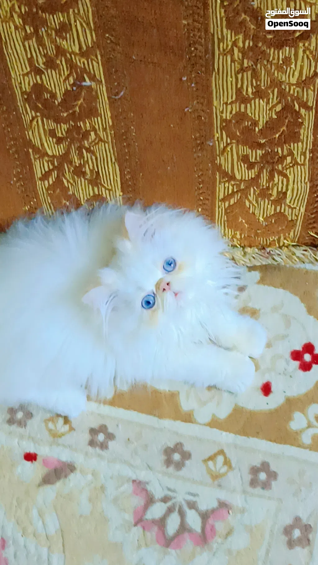 ذكر هيمالايا اورانج
