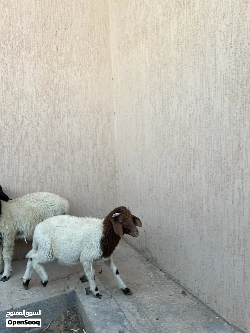 سلام عليكم بيع زوز خرفان وحوليه ربي بارك عمره 3او4اشهوره والدات عندي يعلفو بيع جمله
