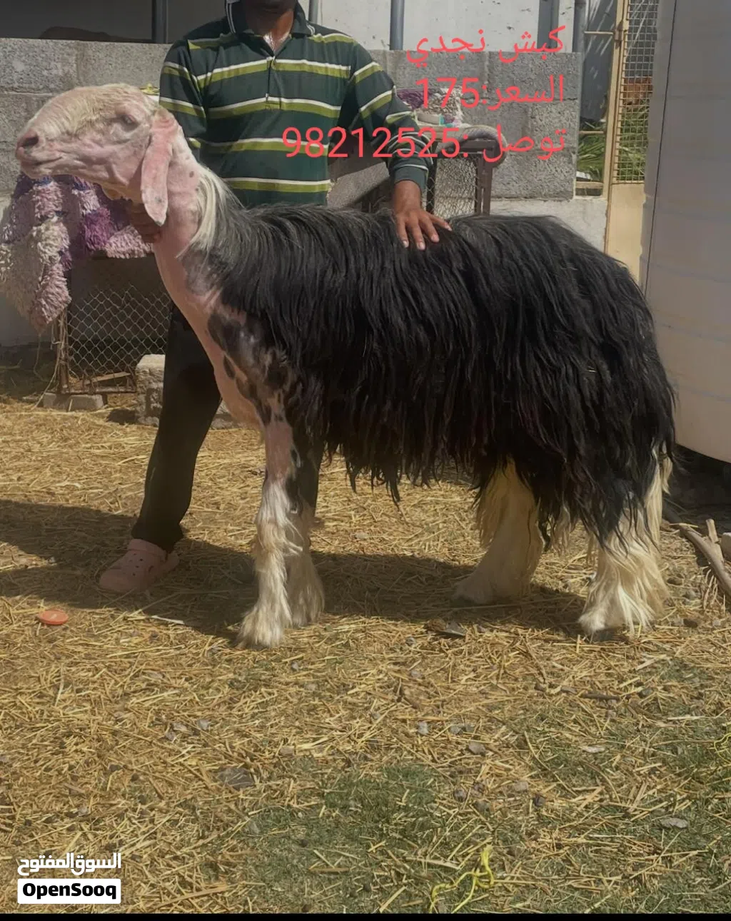 حلال لبيع كبش نجدي وشاهد تحته سخله