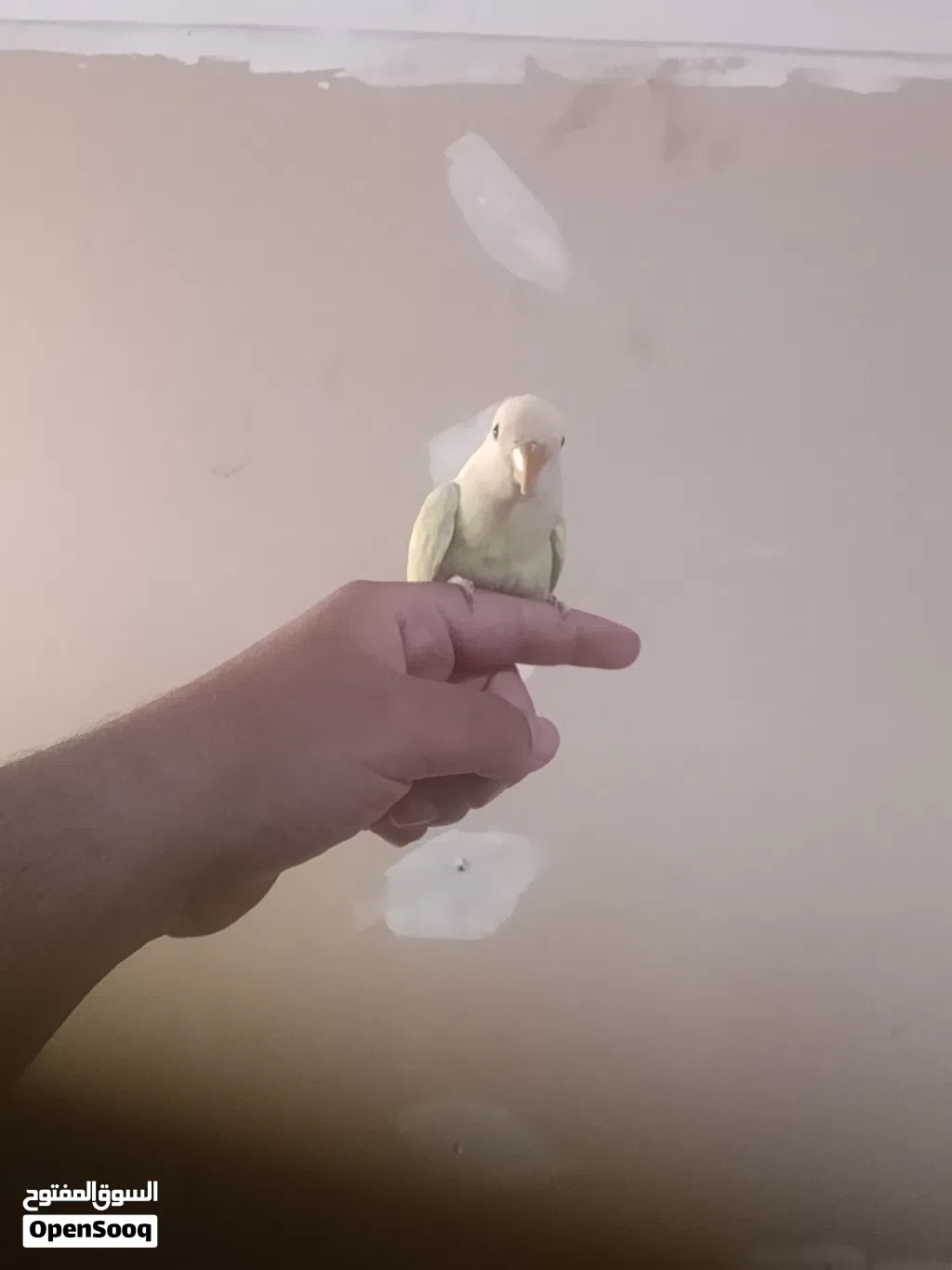 عصفور روز مروض