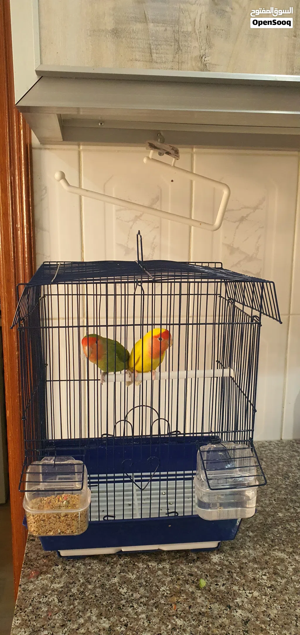 طيور روز love birds فشر طيور حب
