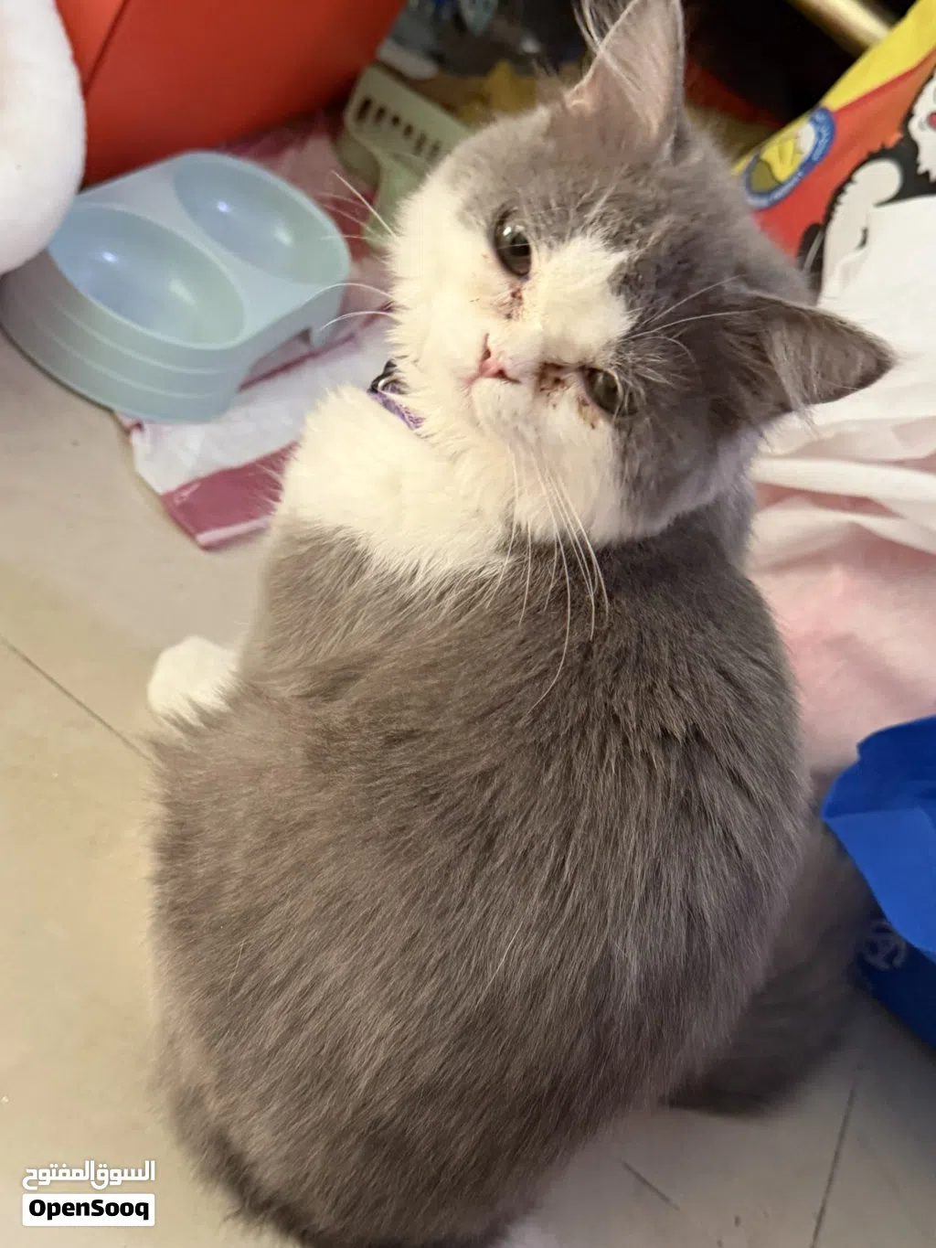 Kitten 4-5 months old very friendly