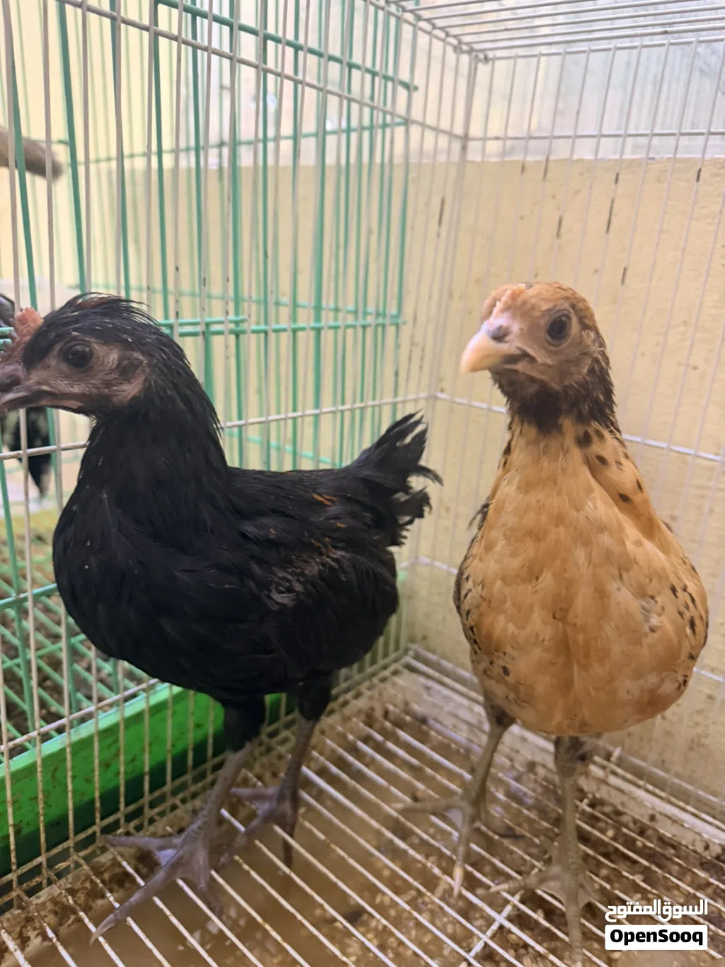 للبيع فروخ فرنسي 1BD