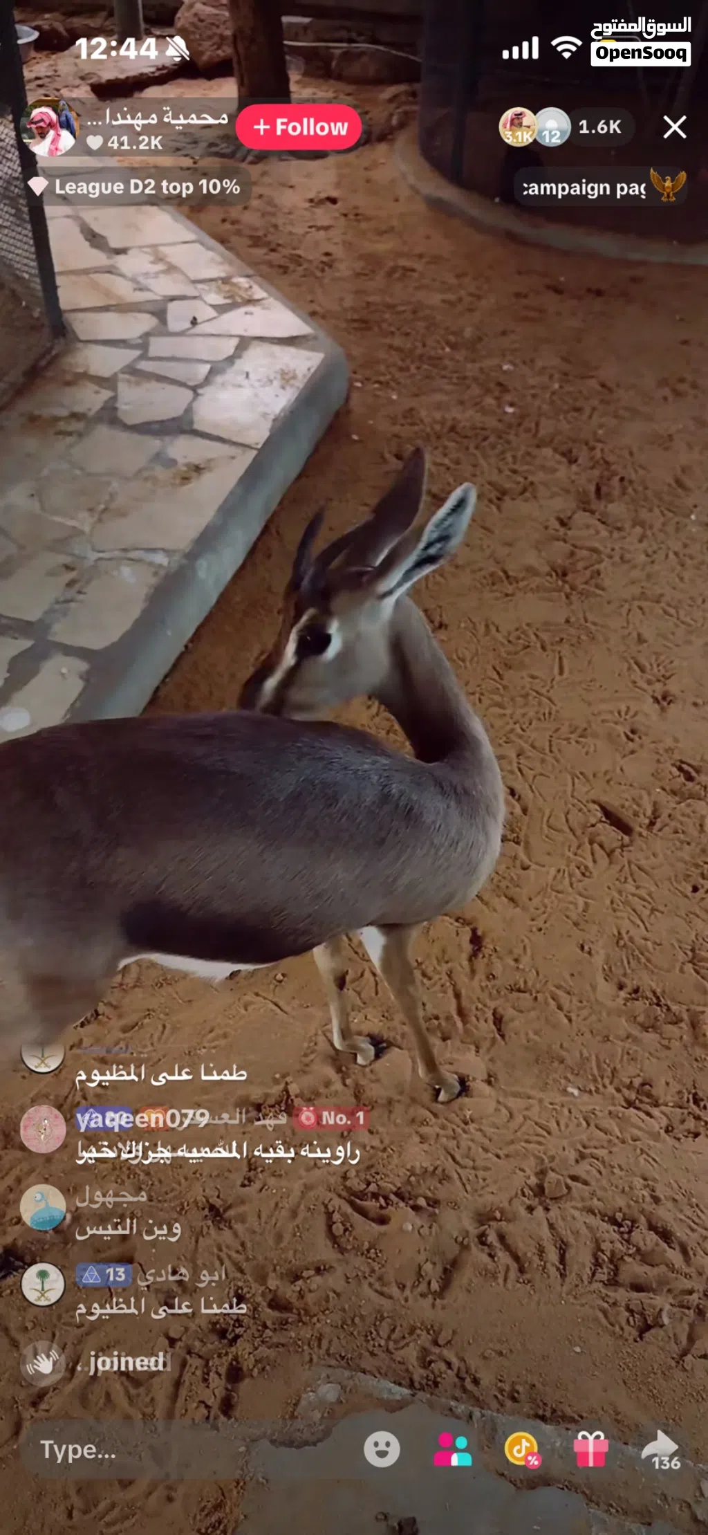 مطلووب زوج غزال ديماني سبق له الإنتاج ضروووووووووووري شراي جاااد بسعر مقبول من اي مكان عادي
