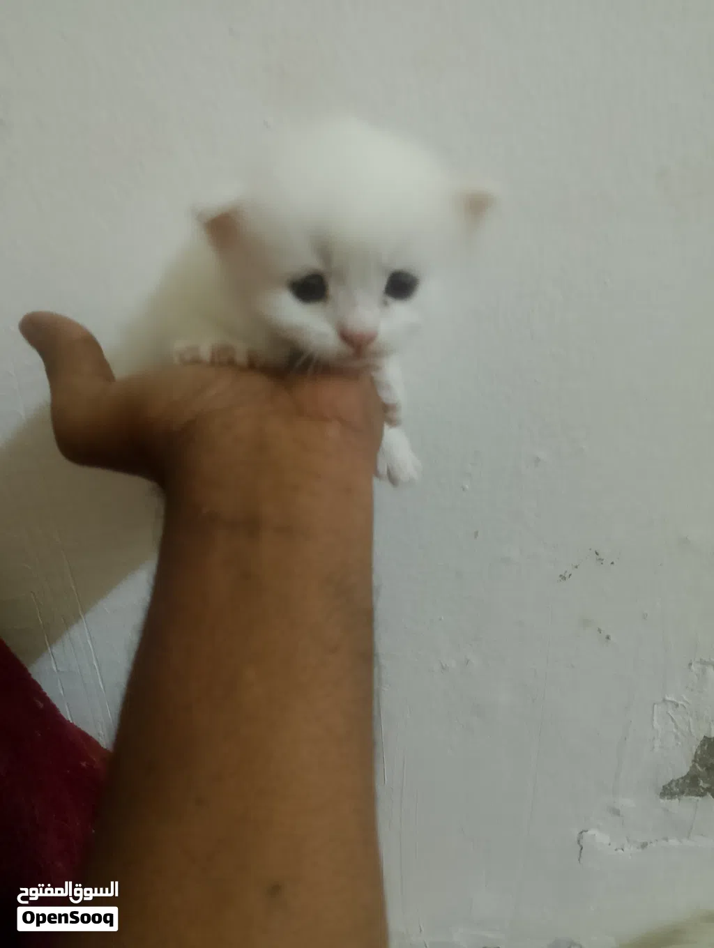 persian cat for sale